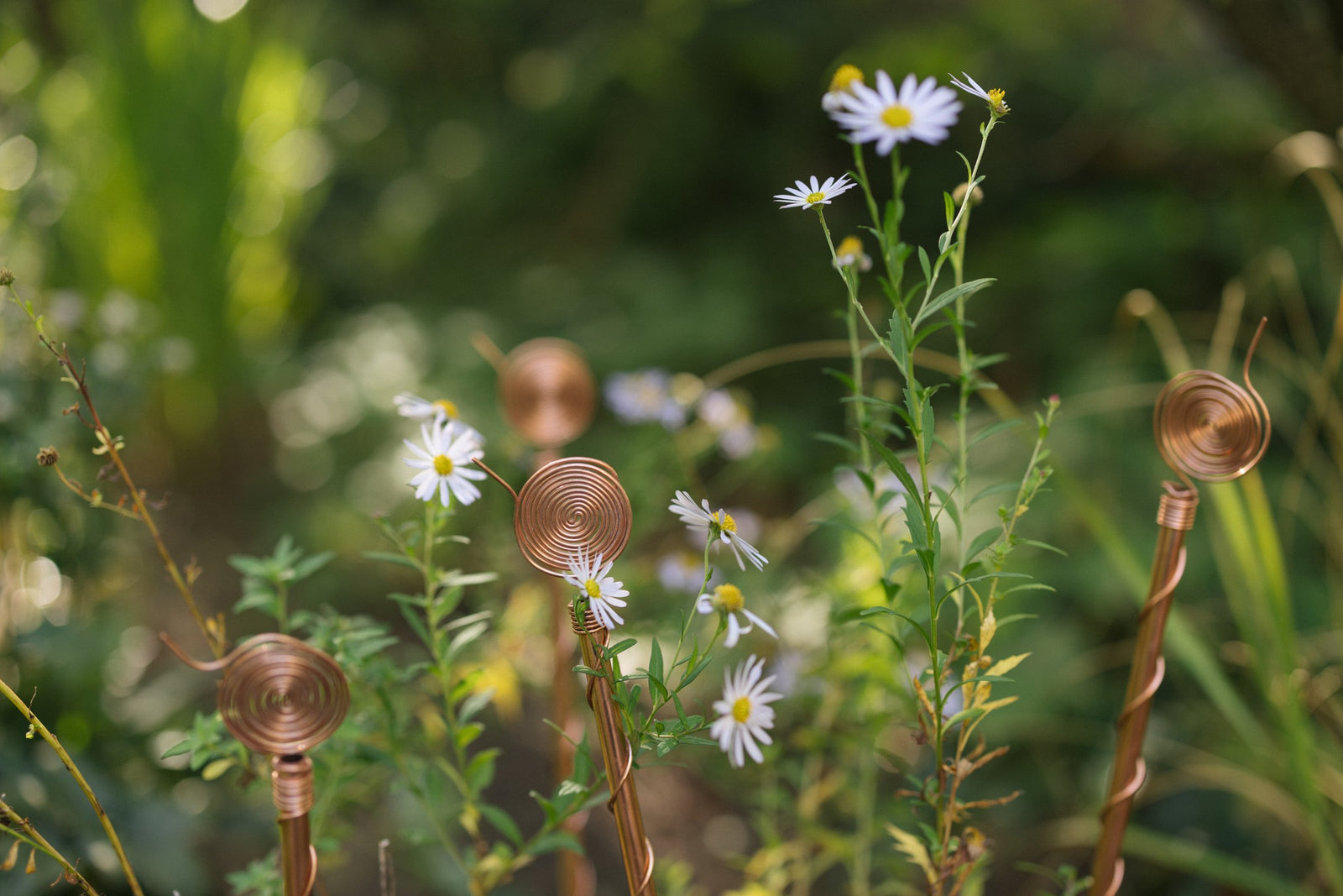 Quatre antennes d'électroculture en cuivre parmi des plantes vertes dans le jardin