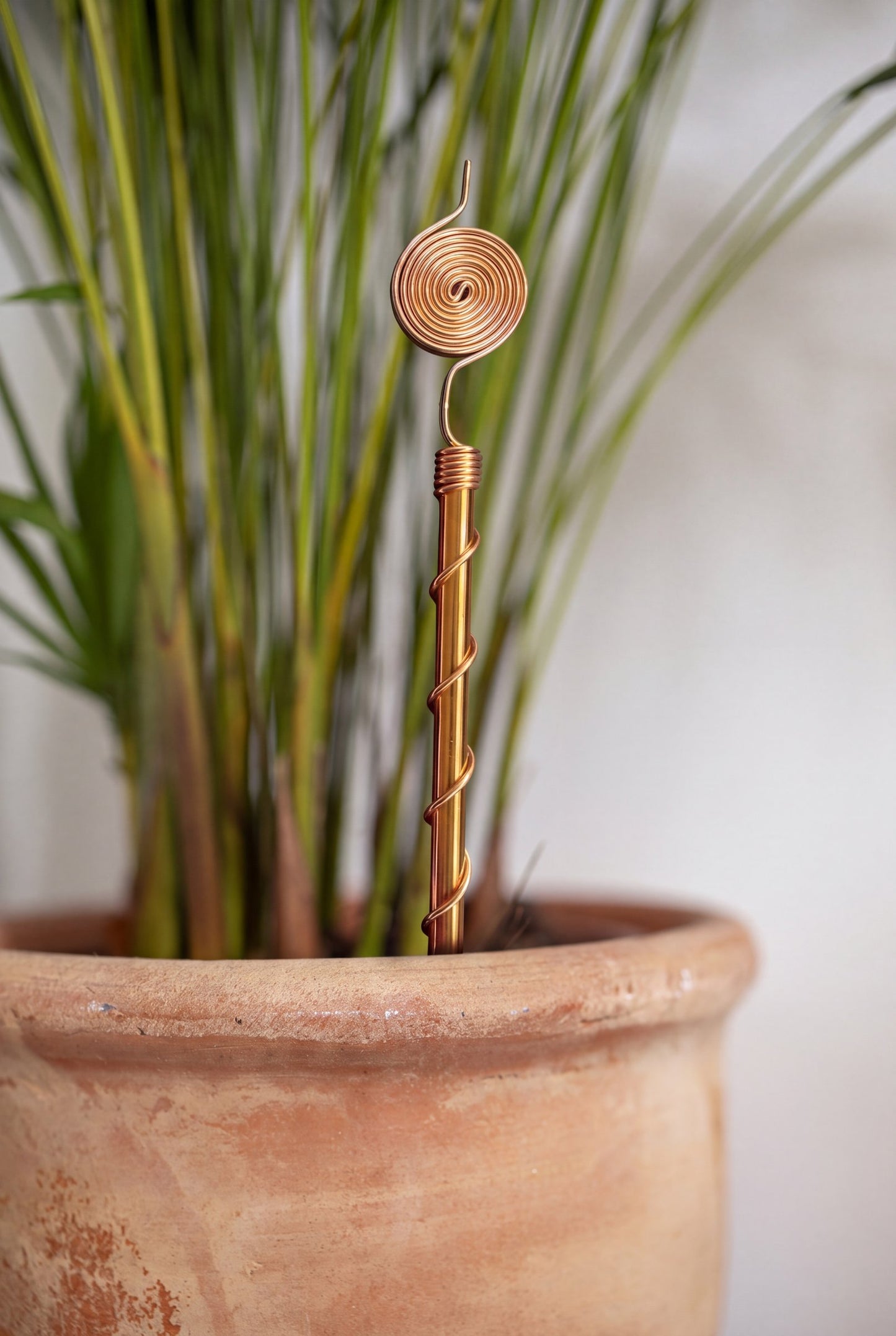 Antenne d'électroculture en cuivre Kopero de 30 cm dans un pot en terre cuite avec des herbes ornementales