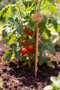 Antenne d'électroculture en cuivre Kopero de 30 cm près d'un plant de tomates dans le potager