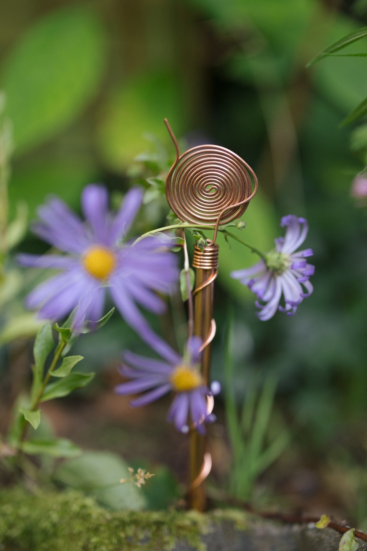Kopero Électroculture 30 cm, parmi des asters violets dans une jardinière