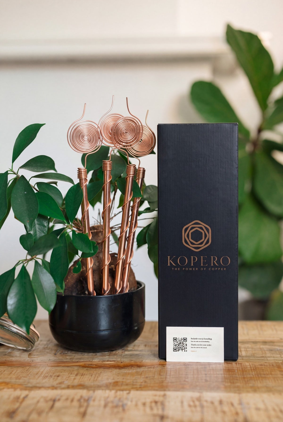 Kopero Électroculture 30 cm, avec la boîte Kopero noire, à côté d'une plante d'intérieur