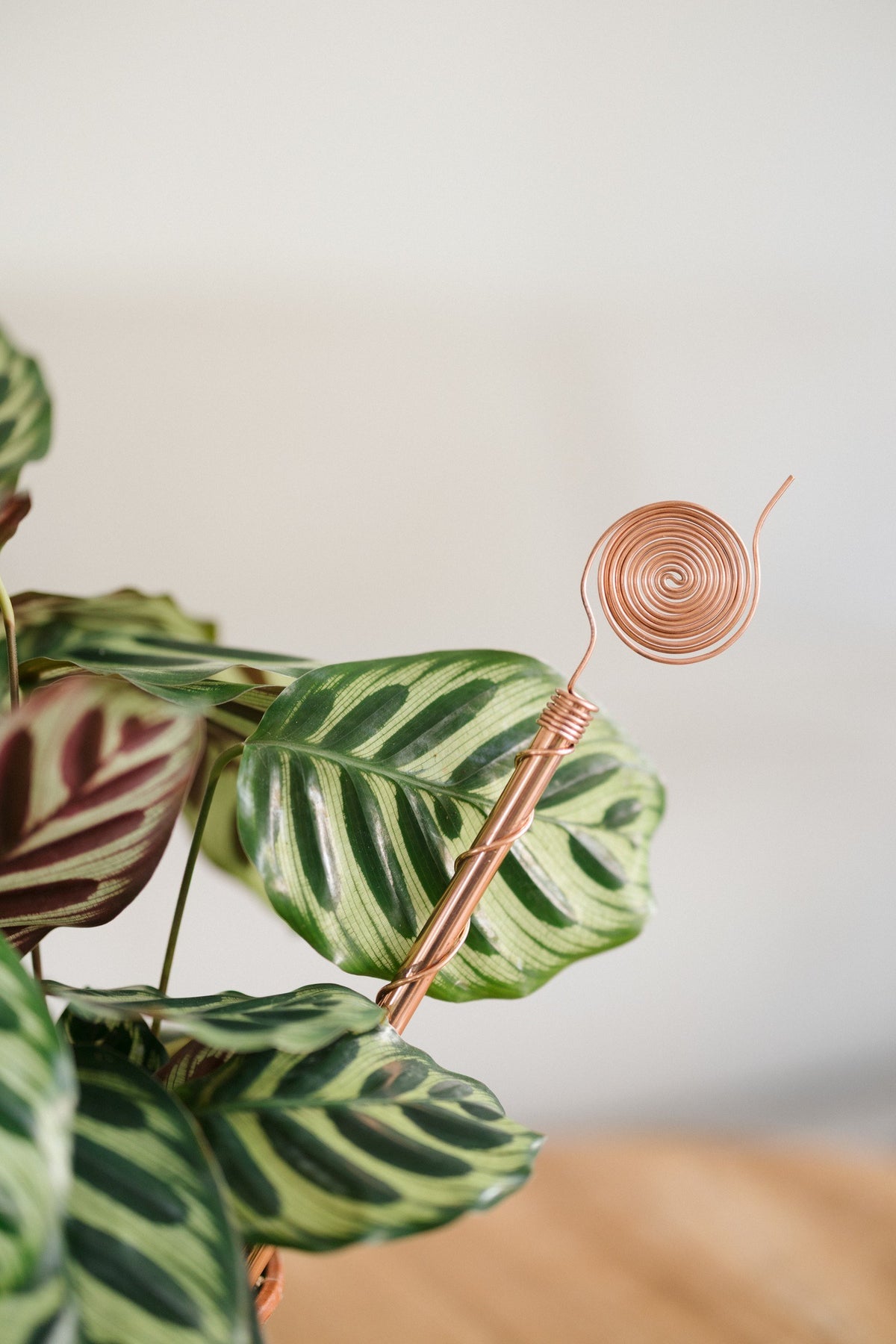 Kopero Électroculture 30 cm, près d'une plante d'intérieur maranta