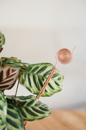 Kopero Électroculture 30 cm, près d'une plante d'intérieur maranta