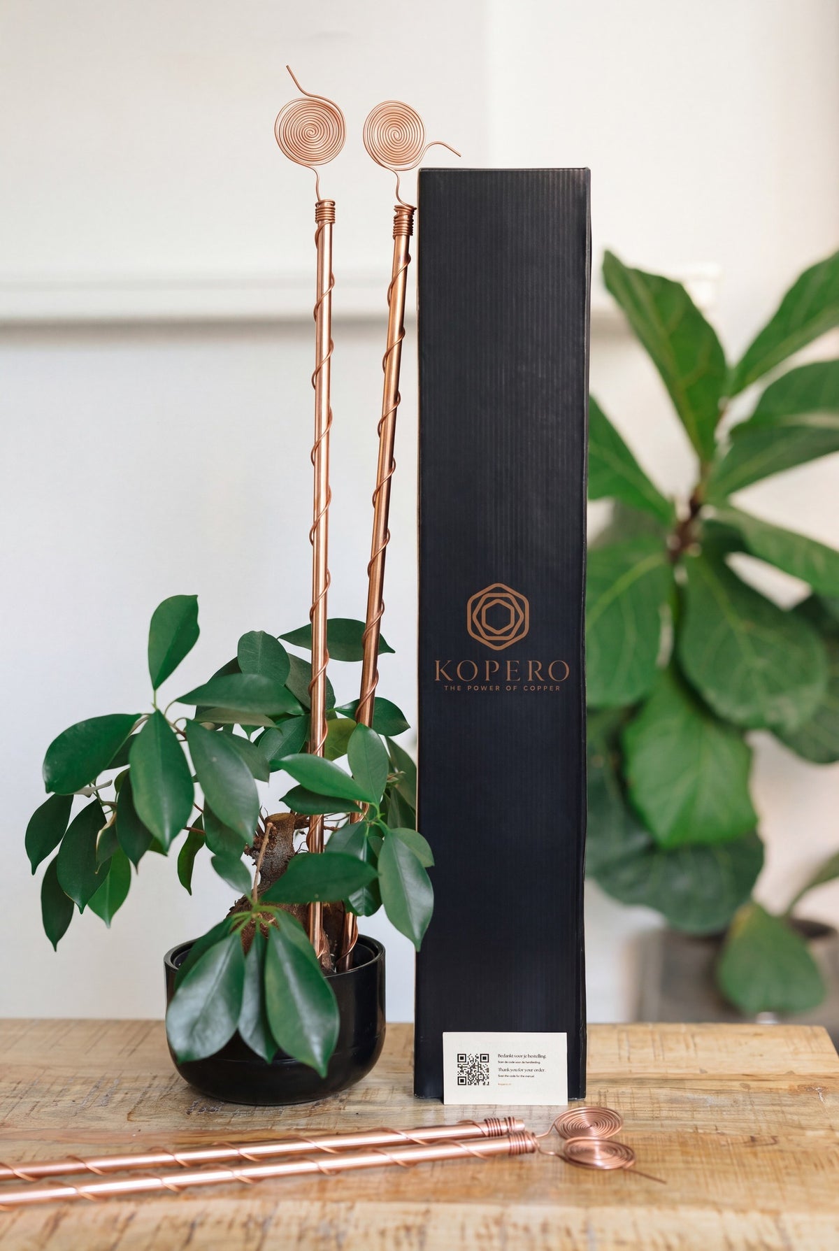 Kopero Électroculture 60 cm, avec la boîte Kopero noire et une plante d'intérieur